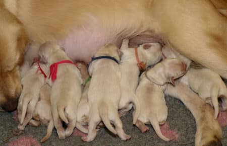BABETTE CUCCIOLI DI GOLDEN RETRIEVER SAN NICOLO 1515
