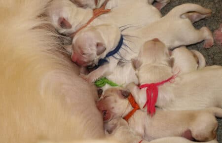 BABETTE CUCCIOLI DI GOLDEN RETRIEVER SAN NICOLO 1517