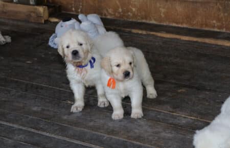 BABETTE CUCCIOLI GOLDEN RETRIEVER SAN NICOLO 1639