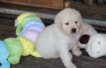 BABETTE CUCCIOLI GOLDEN RETRIEVER SAN NICOLO 1641