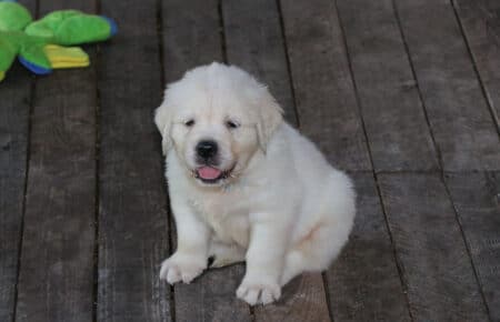 BABETTE CUCCIOLI GOLDEN RETRIEVER SAN NICOLO 1644