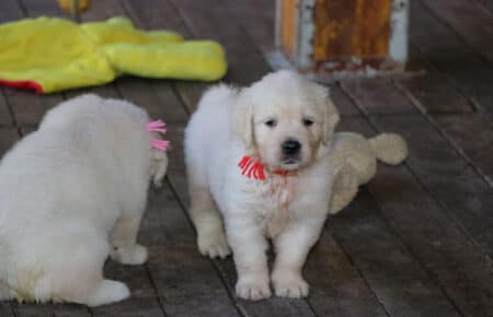 BABETTE CUCCIOLI GOLDEN RETRIEVER SAN NICOLO 1645