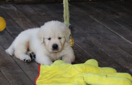 BABETTE CUCCIOLI GOLDEN RETRIEVER SAN NICOLO 1654