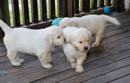BABETTE CUCCIOLI GOLDEN RETRIEVER SAN NICOLO 1661