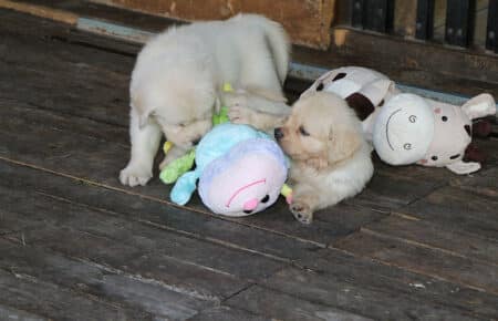 BABETTE CUCCIOLI GOLDEN RETRIEVER SAN NICOLO 1666