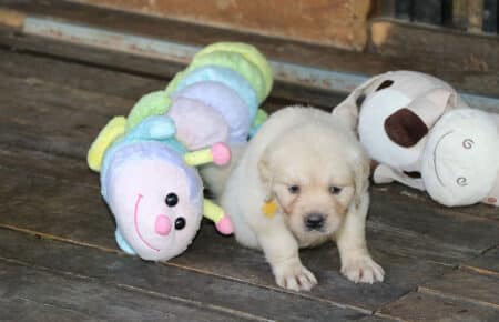 BABETTE CUCCIOLI GOLDEN RETRIEVER SAN NICOLO 1669