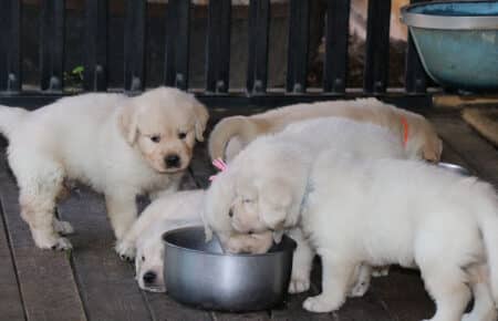 BABETTE CUCCIOLI GOLDEN RETRIEVER SAN NICOLO 1674