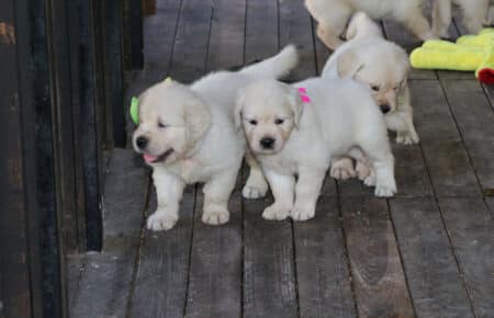 BABETTE CUCCIOLI GOLDEN RETRIEVER SAN NICOLO 1675