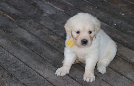 BABETTE CUCCIOLI GOLDEN RETRIEVER SAN NICOLO 1676