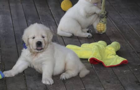 BABETTE CUCCIOLI GOLDEN RETRIEVER SAN NICOLO 1678