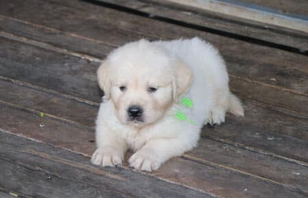 BABETTE CUCCIOLI GOLDEN RETRIEVER SAN NICOLO 1685