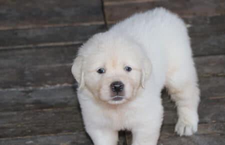BABETTE CUCCIOLI GOLDEN RETRIEVER SAN NICOLO 1688