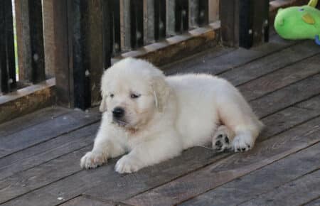 BABETTE CUCCIOLI GOLDEN RETRIEVER SAN NICOLO 1690