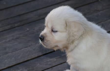 BABETTE CUCCIOLI GOLDEN RETRIEVER SAN NICOLO 1692