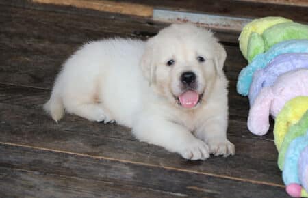 BABETTE CUCCIOLI GOLDEN RETRIEVER SAN NICOLO 1694