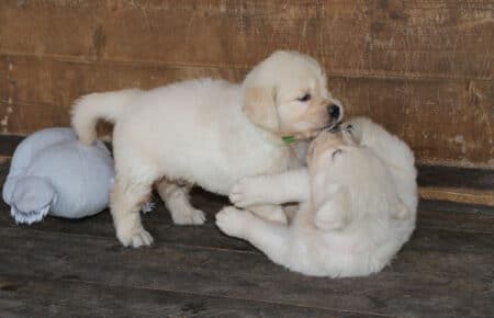 BABETTE CUCCIOLI GOLDEN RETRIEVER SAN NICOLO 1696