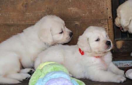BABETTE CUCCIOLI GOLDEN RETRIEVER SAN NICOLO 1698