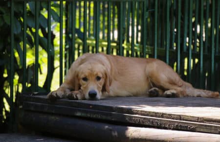 PESCA GOLDEN RETRIEVER FEMMINA 8658
