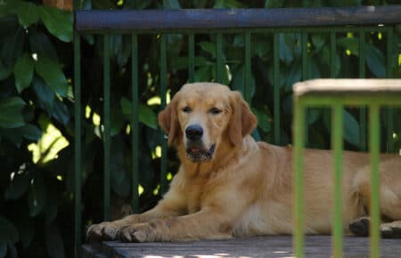 PESCA GOLDEN RETRIEVER FEMMINA 8660