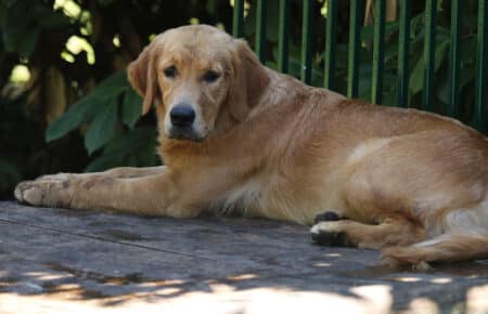 PESCA GOLDEN RETRIEVER FEMMINA 8664