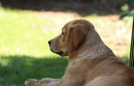 PESCA GOLDEN RETRIEVER FEMMINA 8665