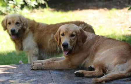 PESCA GOLDEN RETRIEVER FEMMINA 8678