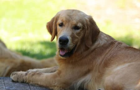 PESCA GOLDEN RETRIEVER FEMMINA 8679