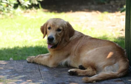 PESCA GOLDEN RETRIEVER FEMMINA 8682