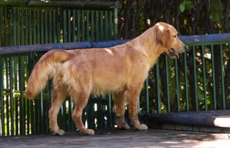PESCA GOLDEN RETRIEVER FEMMINA 9960