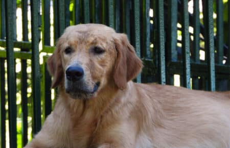 PESCA GOLDEN RETRIEVER FEMMINA 9970