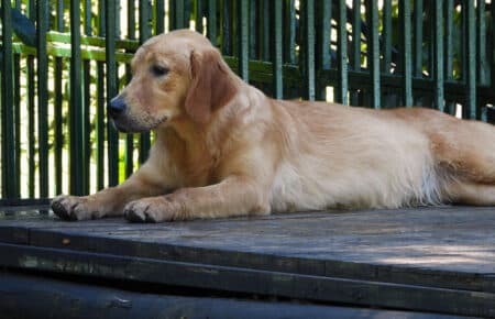 PESCA GOLDEN RETRIEVER FEMMINA 9974