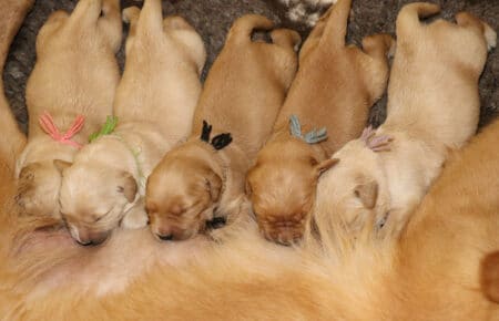 PESCA CUCCIOLI DI GOLDEN RETRIEVER SAN NICOLO 1716