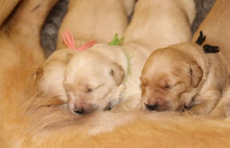 PESCA CUCCIOLI DI GOLDEN RETRIEVER SAN NICOLO 1719