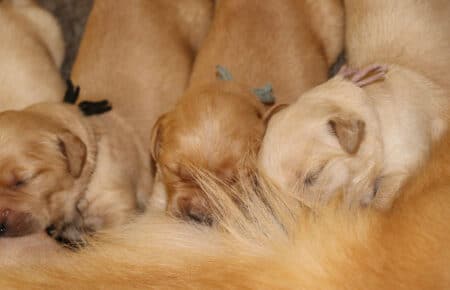 PESCA CUCCIOLI DI GOLDEN RETRIEVER SAN NICOLO 1720