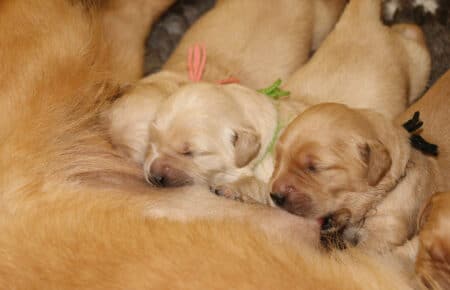 PESCA CUCCIOLI DI GOLDEN RETRIEVER SAN NICOLO 1721