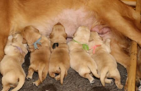 PESCA CUCCIOLI DI GOLDEN RETRIEVER SAN NICOLO 1723