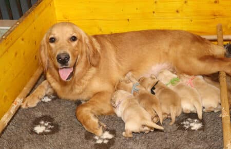 PESCA CUCCIOLI DI GOLDEN RETRIEVER SAN NICOLO 1730