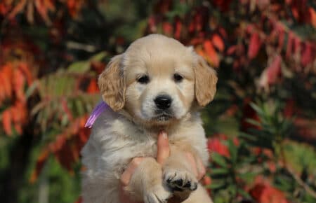 PESCA CUCCIOLI DI GOLDEN RETRIEVER SAN NICOLO 1752