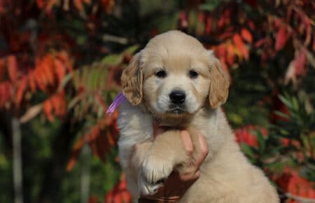 PESCA CUCCIOLI DI GOLDEN RETRIEVER SAN NICOLO 1753