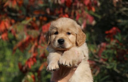PESCA CUCCIOLI DI GOLDEN RETRIEVER SAN NICOLO 1761
