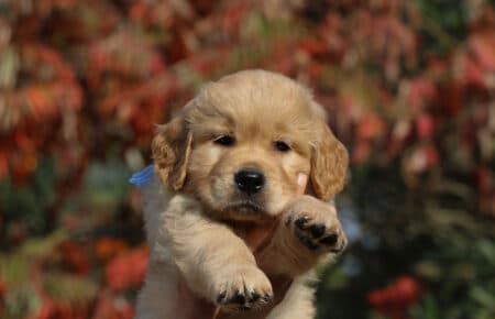 PESCA CUCCIOLI DI GOLDEN RETRIEVER SAN NICOLO 1763