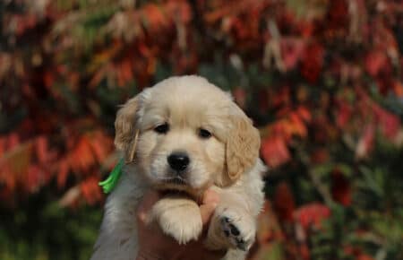 PESCA CUCCIOLI DI GOLDEN RETRIEVER SAN NICOLO 1766