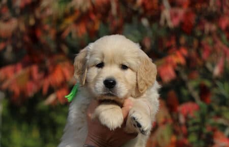 PESCA CUCCIOLI DI GOLDEN RETRIEVER SAN NICOLO 1767