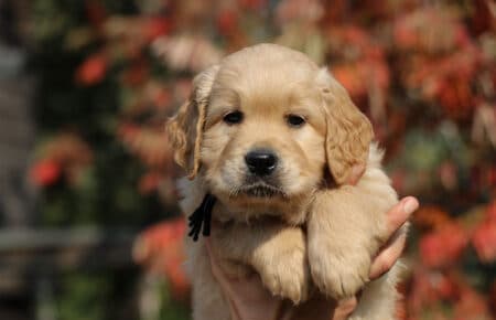 PESCA CUCCIOLI DI GOLDEN RETRIEVER SAN NICOLO 1769