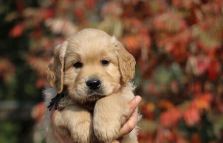 PESCA CUCCIOLI DI GOLDEN RETRIEVER SAN NICOLO 1770